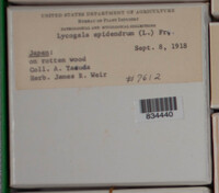 Lycogala epidendrum image